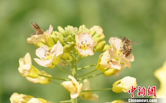 蜜蜂在彩色油菜花上飞舞。　王昊阳 摄